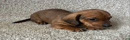 Miniature Dachshund dogs for sale: Chocolate Boy - Ad 3