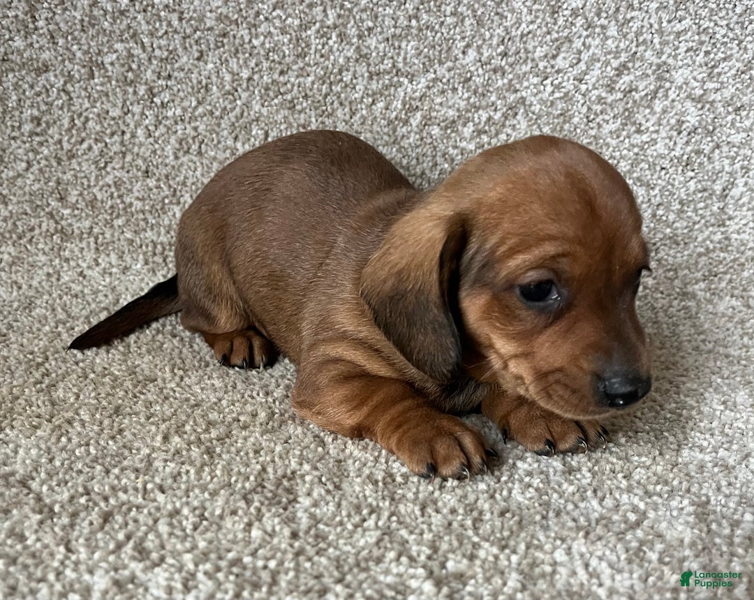 Miniature Dachshund dogs for sale: Chocolate Boy - Ad 3