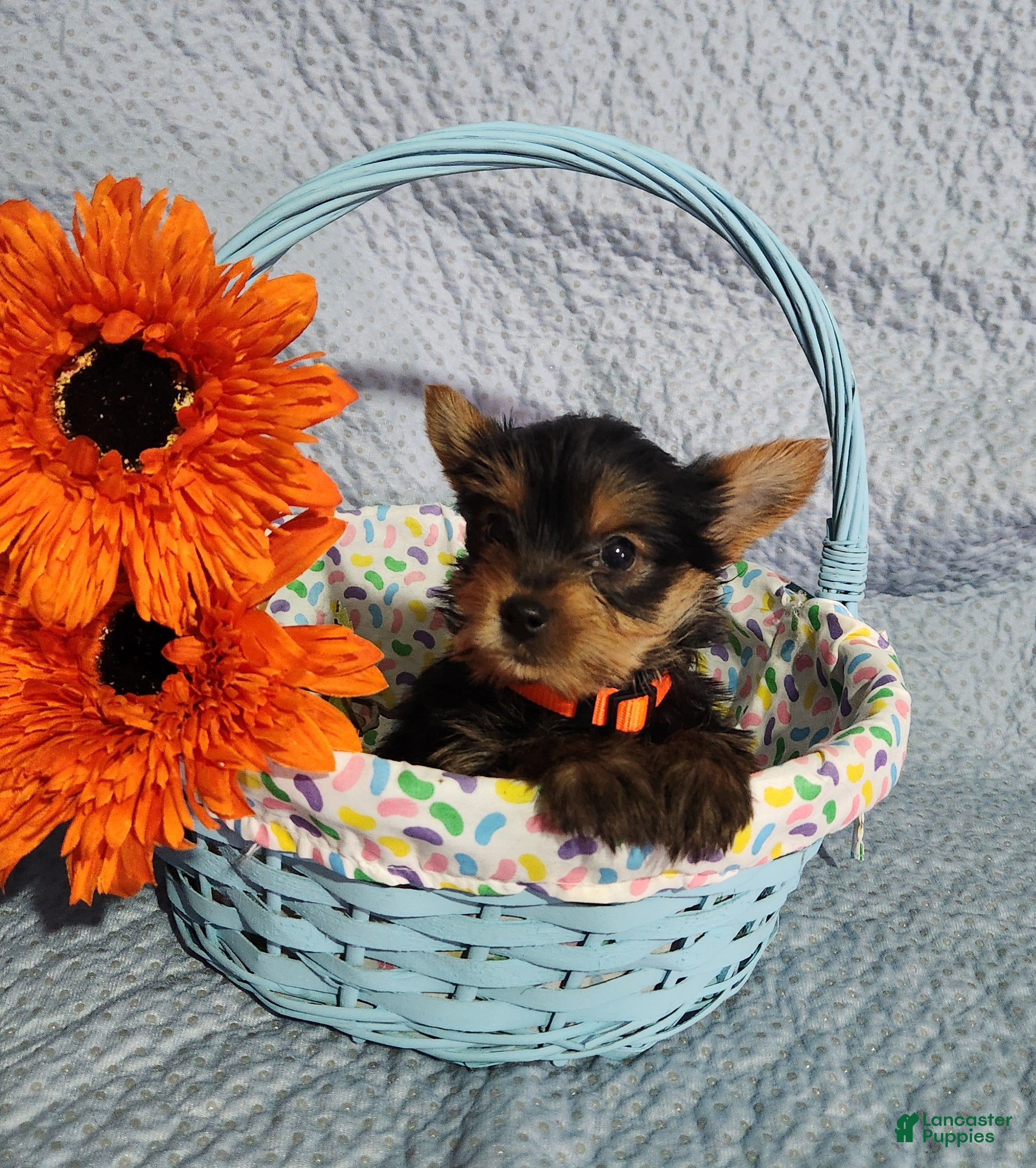 Yorkshire Terrier dogs Sally - Ad 2