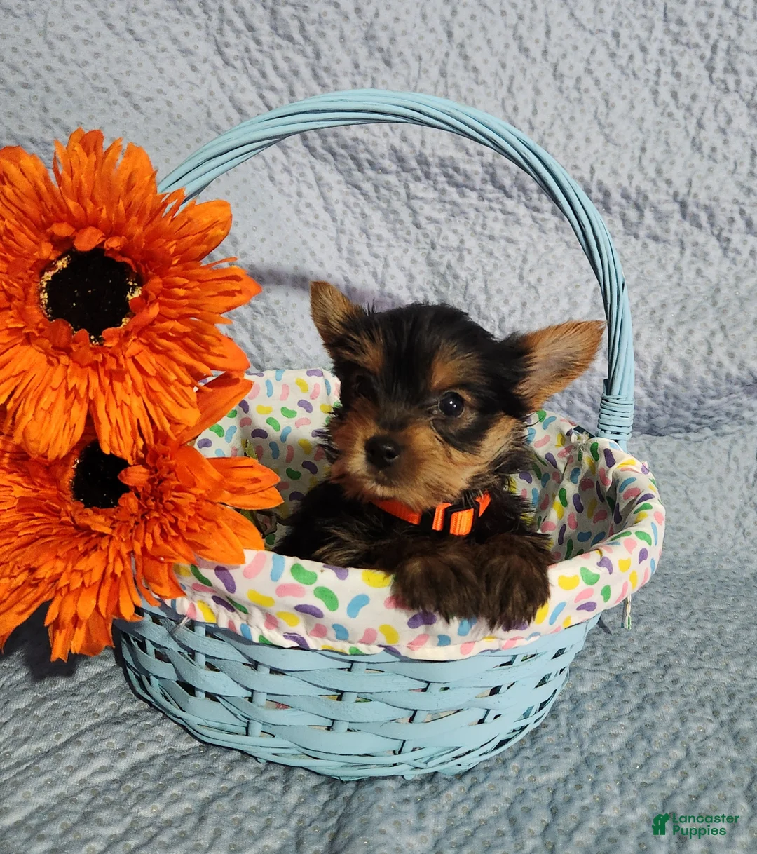 Yorkshire Terrier dogs for sale: Sally - Ad 2