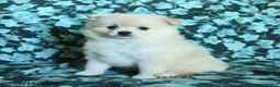 Pomeranian dogs for sale: Pepper - Ad 3
