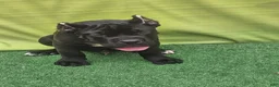 Cane Corso dogs for sale: MELLO - Ad 7