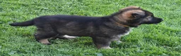 German Shepherd dogs for sale: Otis - Ad 4