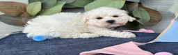 Bichon Frise dogs for sale: Emmy - Ad 8