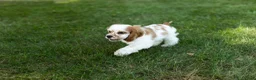 Cocker Spaniel dogs for sale: Checkers - Ad 9