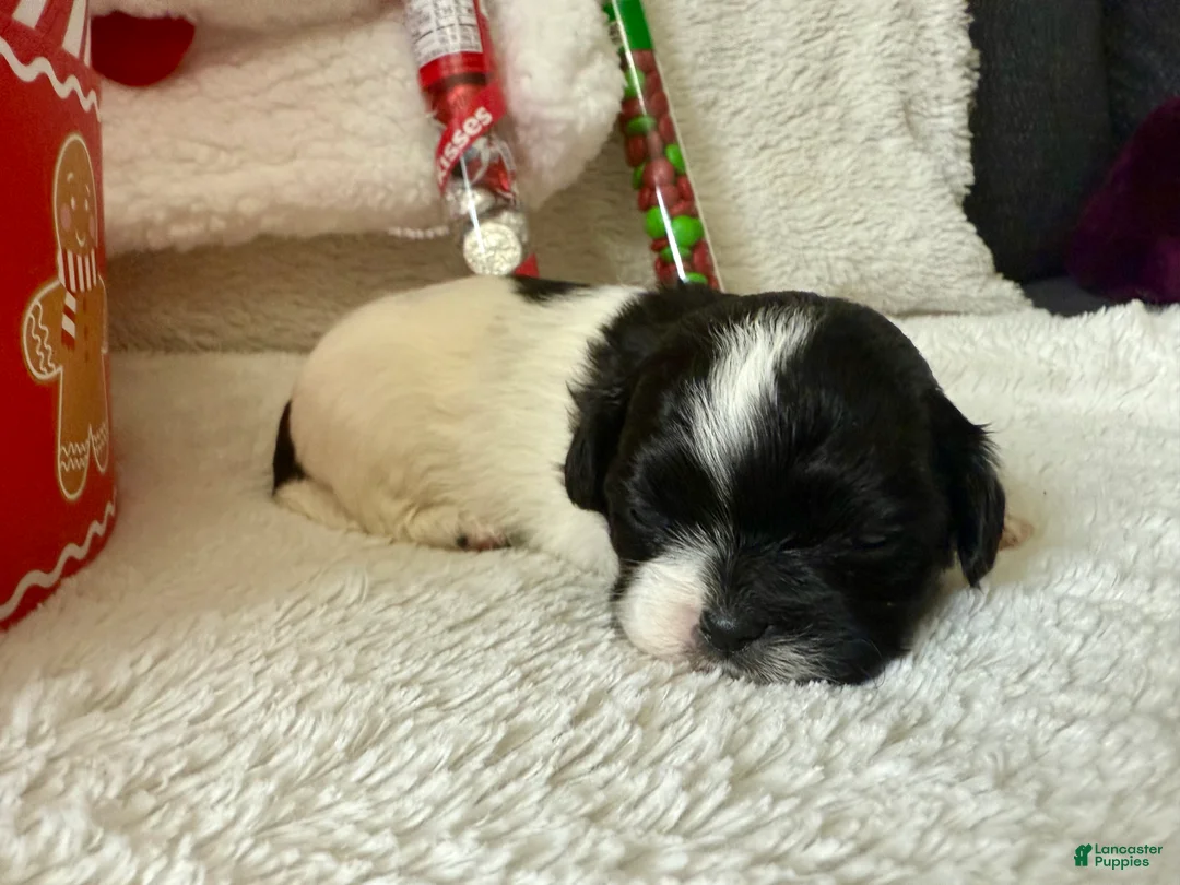 Shihpoo dogs for sale: Glinda  - Ad 11