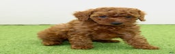 Miniature Poodle dogs for sale: Champ - Ad 11