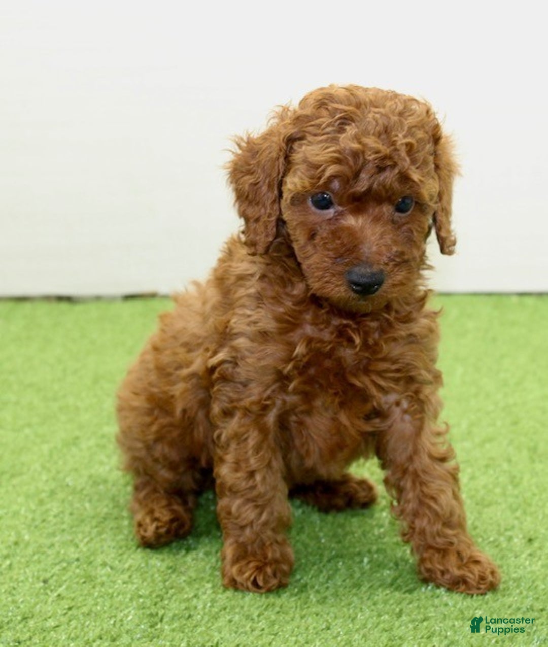 Miniature Poodle dogs for sale: Champ - Ad 11
