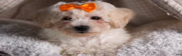 Bichon Frise dogs for sale: Darla - Ad 8