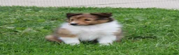 Shetland Sheepdog dogs for sale: Liberity - Ad 7