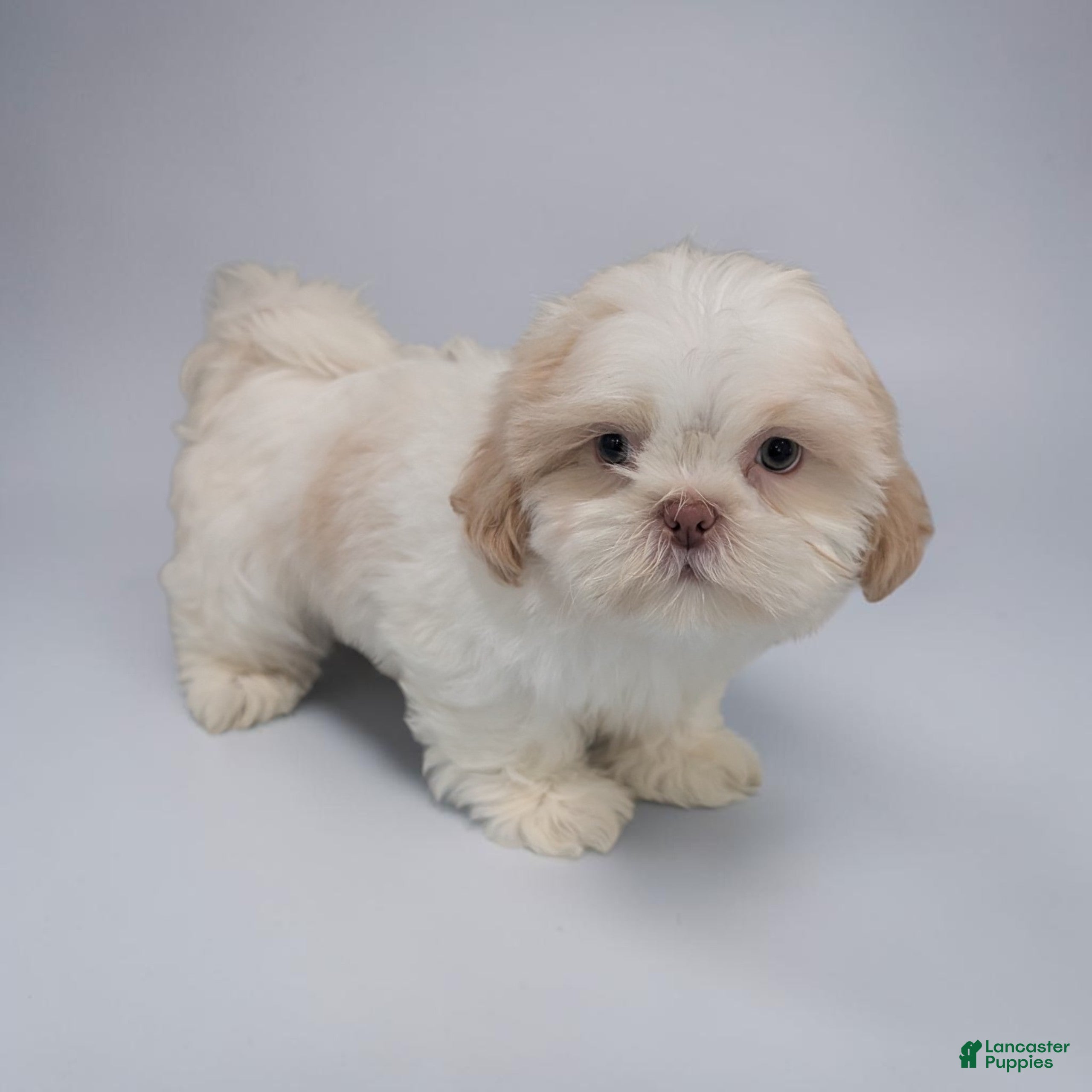 Shih Tzu dogs Ike - Ad 2