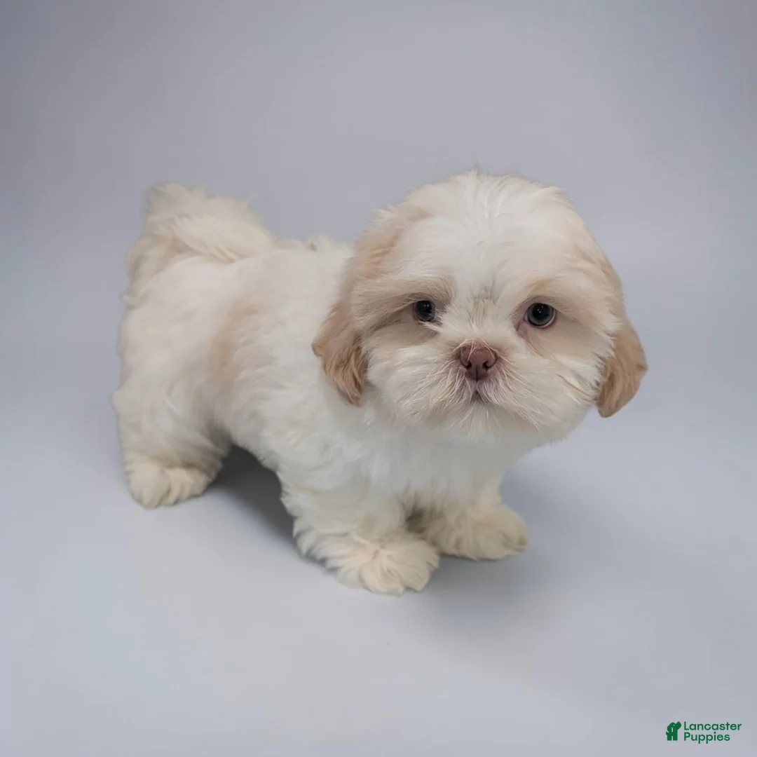 Shih Tzu dogs for sale: Ike - Ad 2