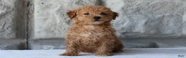 Bailey