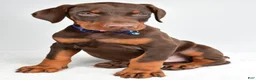 Doberman Pinscher dogs for sale: Harrison - Ad 6