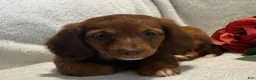 Miniature Dachshund dogs for sale: Paisley  - Ad 5