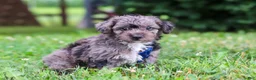 Yorkiepoo dogs for sale: Winston - Ad 5