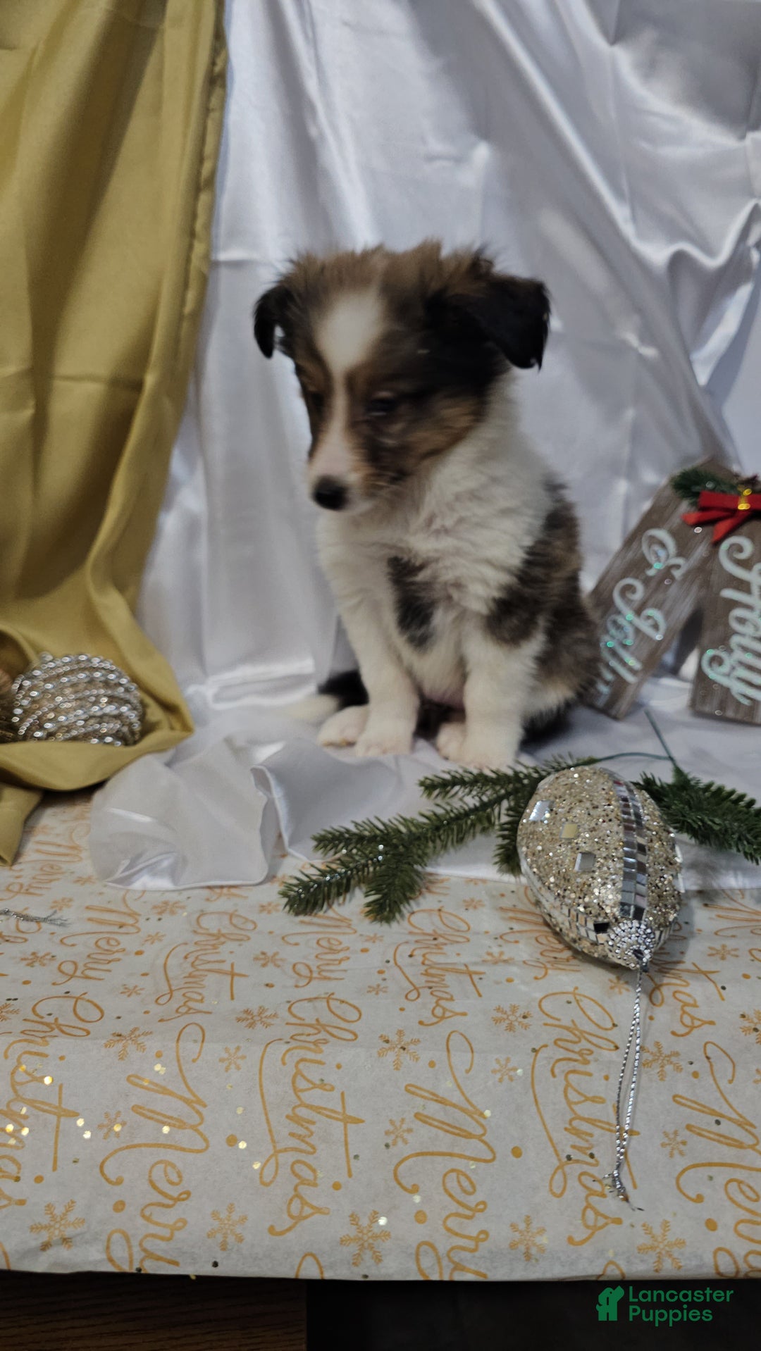 Shetland Sheepdog dogs for sale: Holly - Ad 14