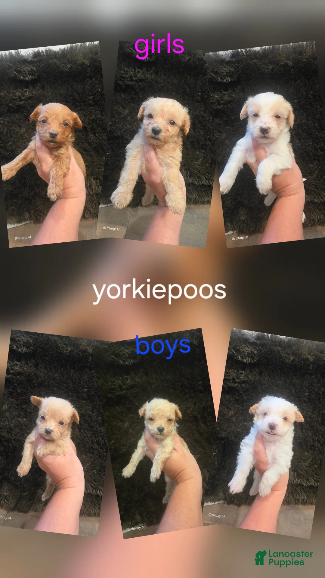 Yorkiepoo dogs for sale: Yorkiepoo 3 - Ad 2