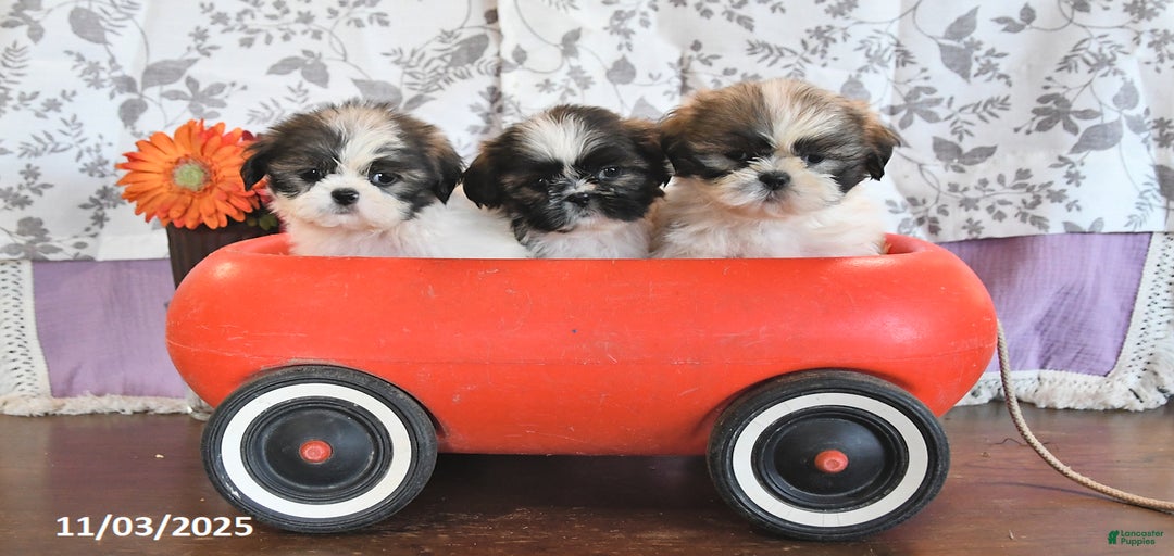 Gallery Image {{count}}