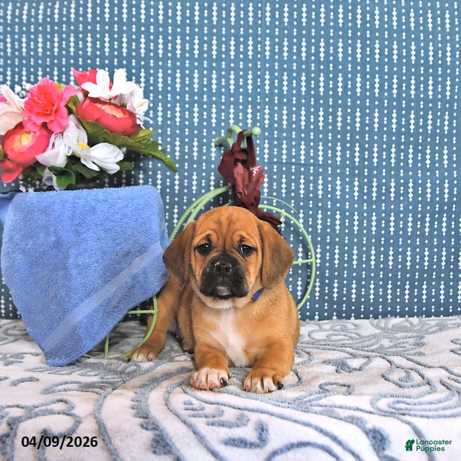 Puggle dogs Quentilla - Ad 2