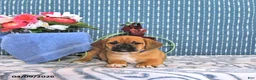 Puggle dogs for sale: Quentilla - Ad 2