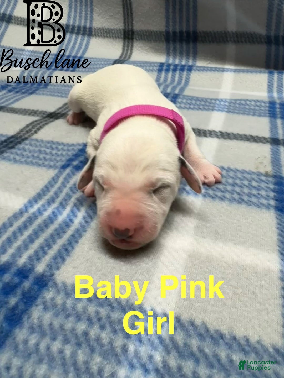 Dalmatian dogs for sale: Baby Pink - Ad 1