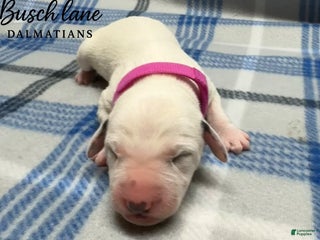 Dalmatian dogs Baby Pink - Ad 8