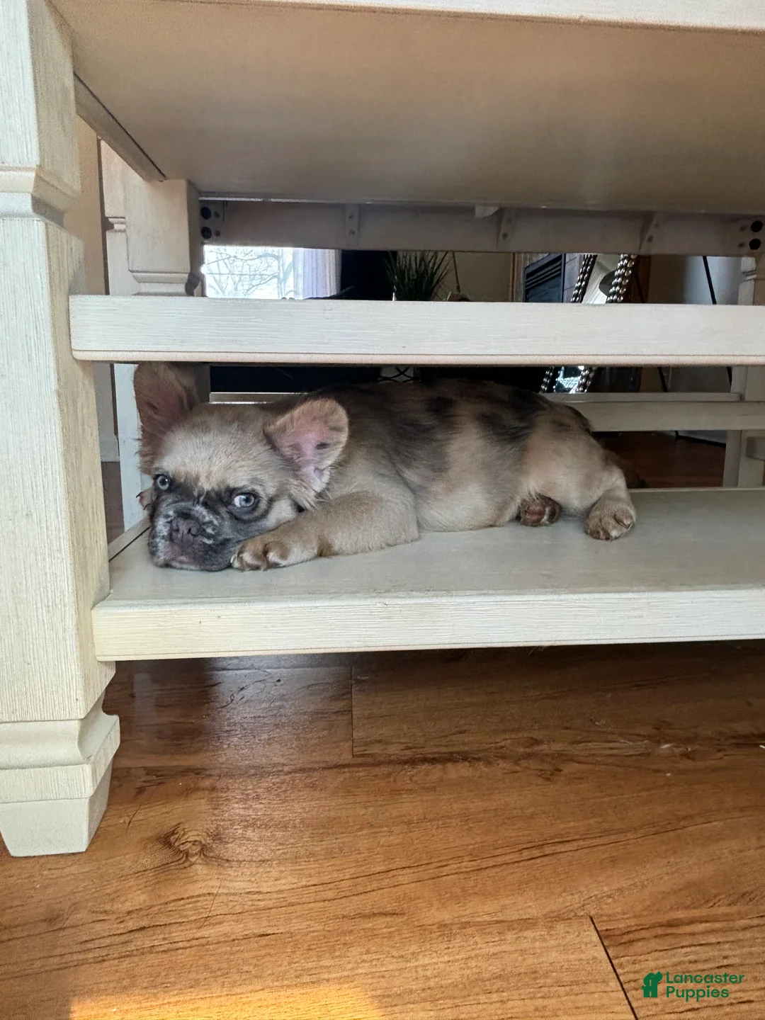 French Bulldog dogs for sale: Aspen - Ad 2