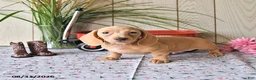 Miniature Dachshund dogs for sale: Rex - Ad 10
