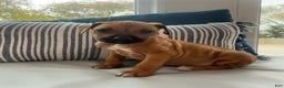 Rhodesian Ridgeback dogs for sale: "JUDE" AKC Rhodesian Ridgeback - Ad 11