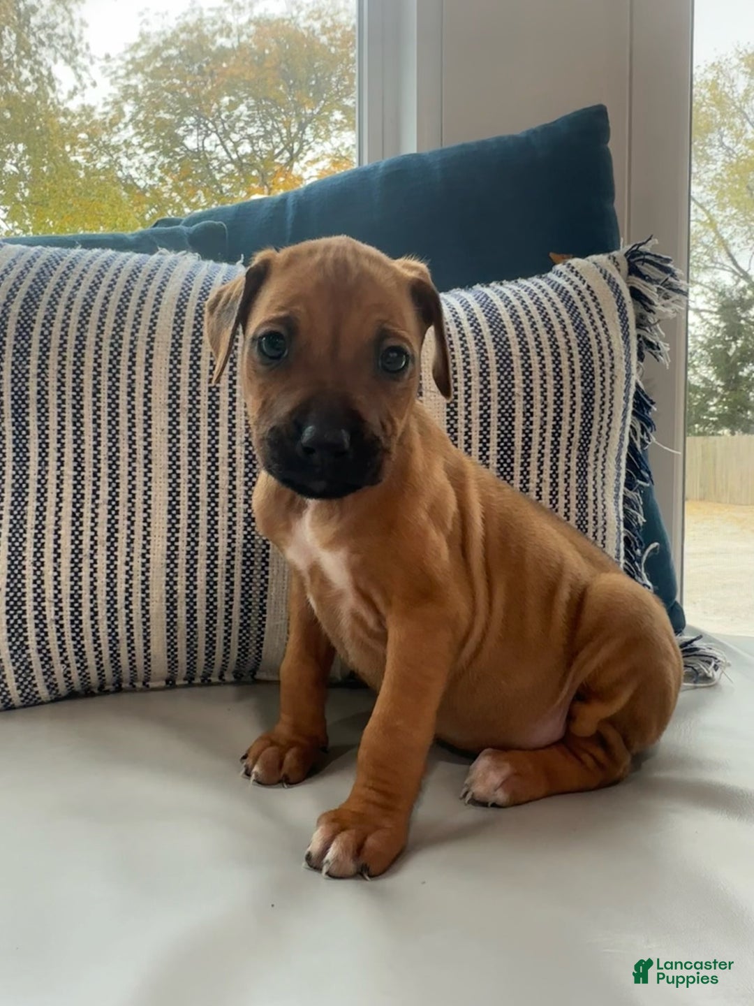 Rhodesian Ridgeback dogs for sale: "JUDE" AKC Rhodesian Ridgeback - Ad 11