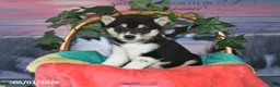 Shiba Inu dogs for sale: Lee - Ad 4