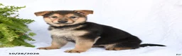 German Shepherd dogs for sale: Ruby - Ad 3