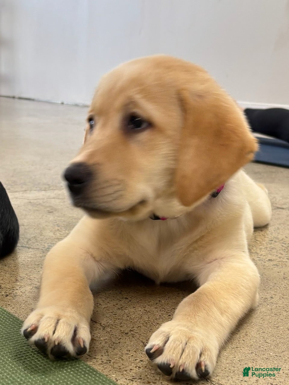Labrador Retriever dogs Labrador Retriever 2 - Ad 1