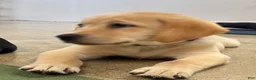 Labrador Retriever dogs for sale: Labrador Retriever 2 - Ad 1
