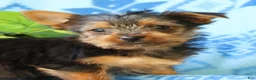 Yorkshire Terrier dogs for sale: Davy - Ad 8