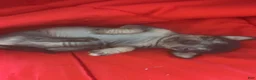 Chinese Crested dogs for sale: Biggs - Ad 6