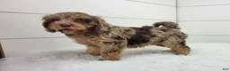 Cavapoo dogs for sale: Oliver2250 - Ad 5