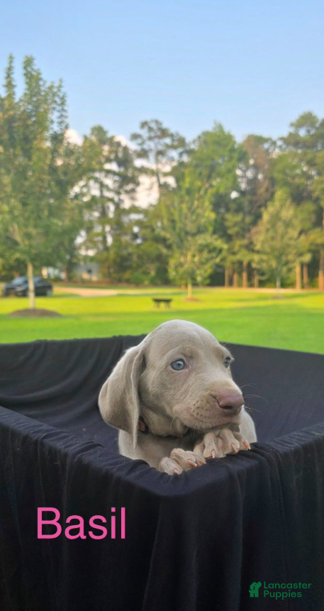 Weimaraner dogs Basil - Ad 2
