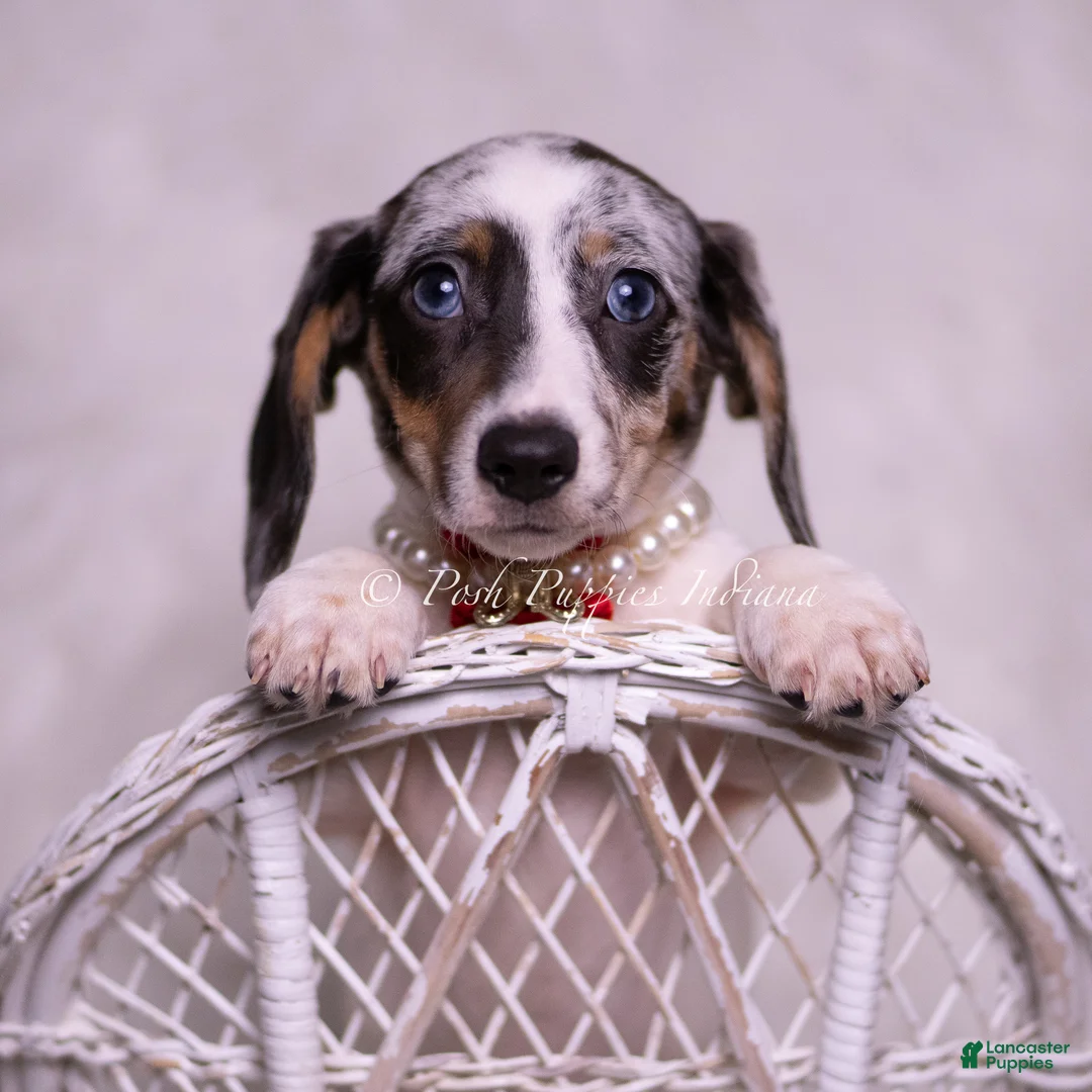 Miniature Dachshund dogs for sale: Rubble - Ad 2