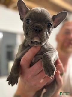 Mixed Breed dogs Cinderella - Ad 2