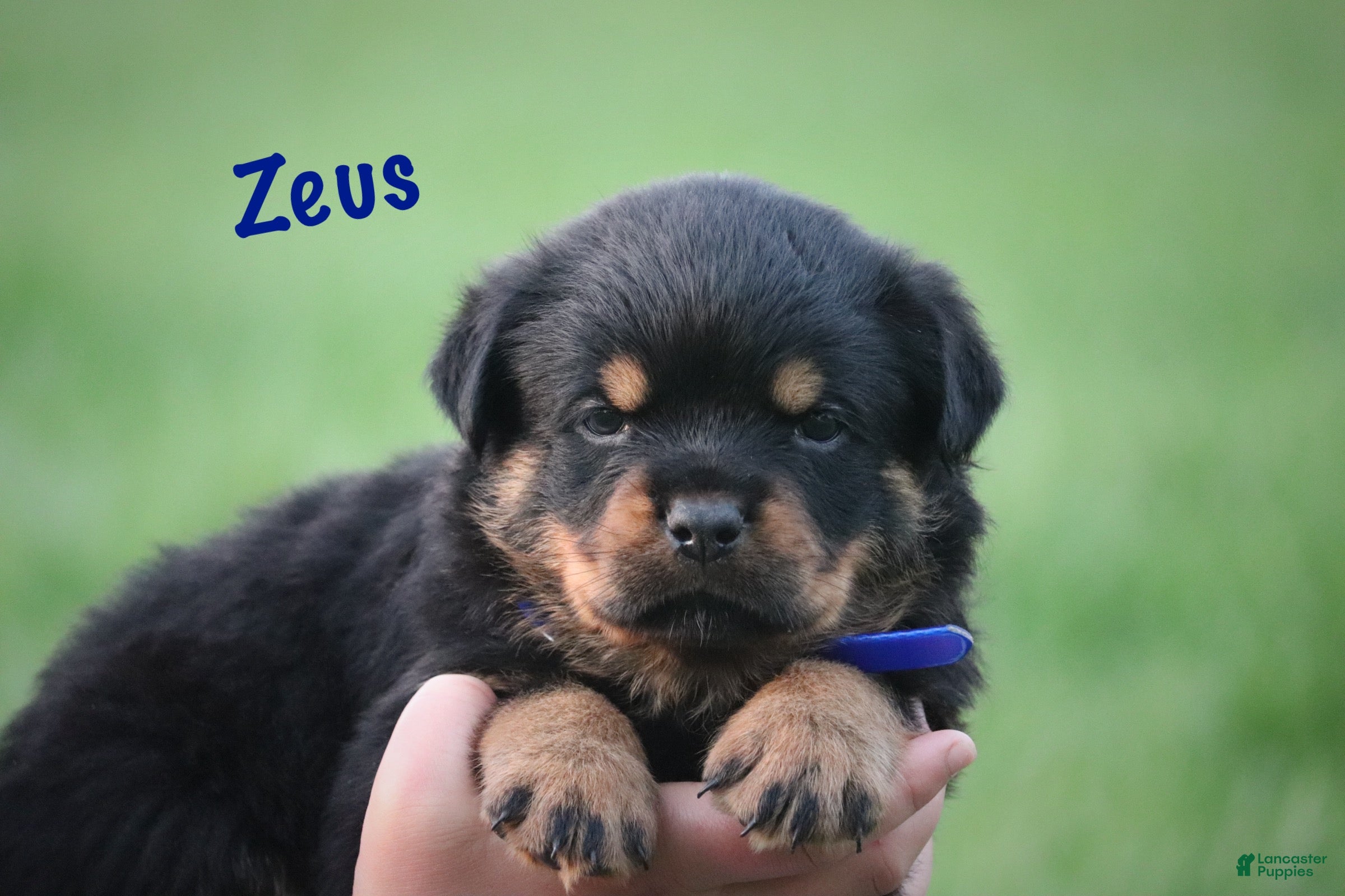 Rottweiler dogs Zeus w LONG TAIL  - Ad 1
