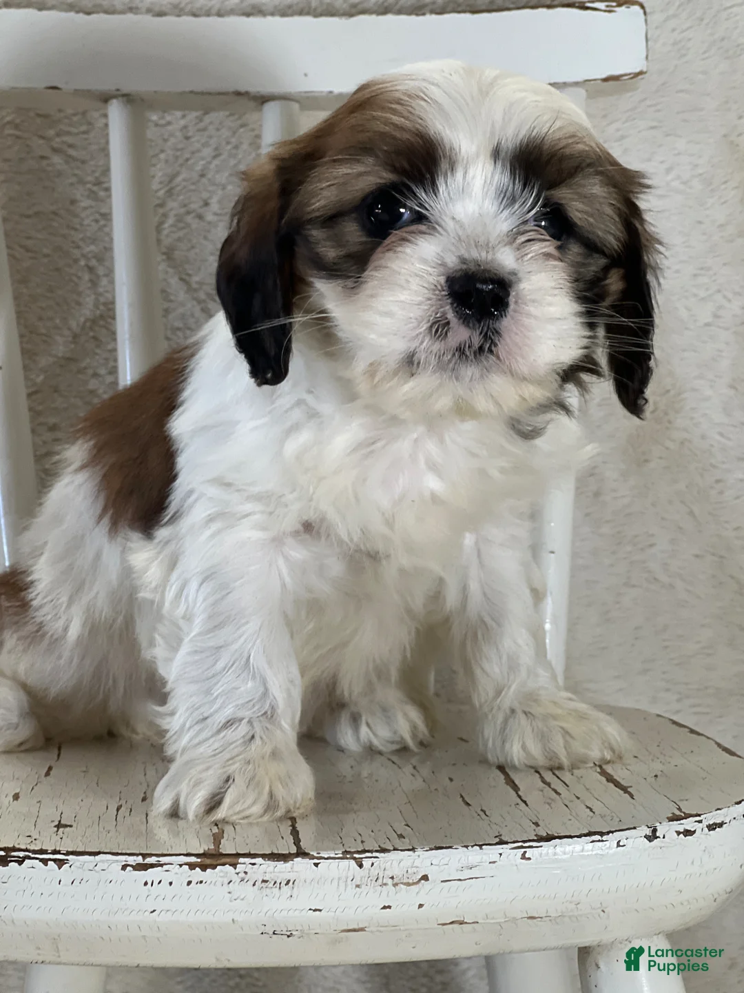 Mixed Breed dogs for sale: Willow - Ad 2