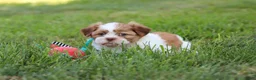 Shih Tzu dogs for sale: Goldie - Ad 10