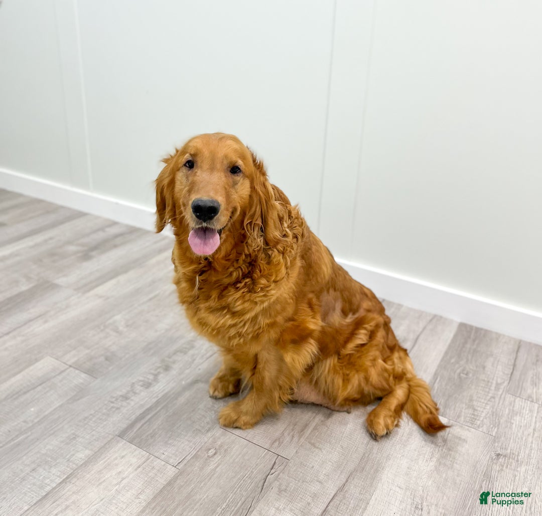 Mini Goldendoodle dogs for sale: Marshall - Ad 7