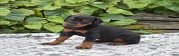 Doberman Pinscher dogs for sale: Skye - Ad 5