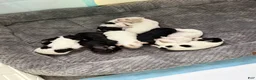 Mixed Breed dogs for sale: Piper - Ad 7