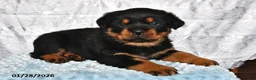Rottweiler dogs for sale: Spice - Ad 1