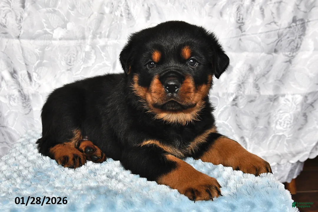 Rottweiler dogs for sale: Spice - Ad 1