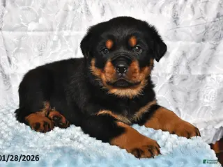 Rottweiler dogs Spice - Ad 17